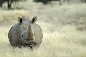 Uninhabited Prints: White rhinoceros (Ceratotherium simum) in Namibia