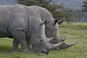 White rhinoceros (Ceratotherium simum) pair, Lake Nakuru National Park