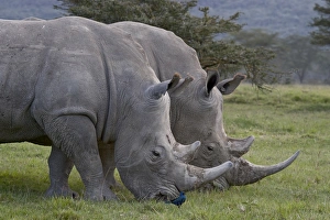 Images Dated 30th September 2007: White rhinoceros (Ceratotherium simum) pair, Lake Nakuru National Park