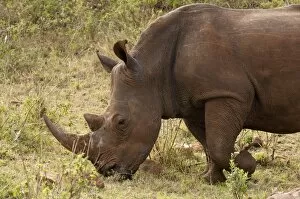 Images Dated 4th October 2009: White rhinoceros (Cerototherium simium), Masai Mara, Kenya, East Africa, Africa