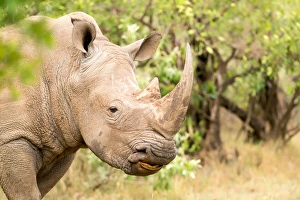 Masai Mara Prints: White rhinoceros, Masai Mara, Kenya, East Africa, Africa