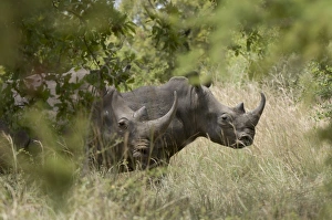 Rhino Prints: White rhinoceros, Meru National Park, Kenya, East Africa, Africa