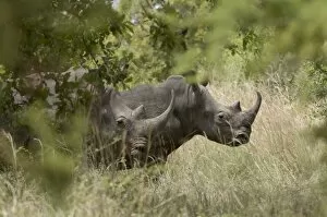 White rhinoceros, Meru National Park, Kenya, East Africa, Africa