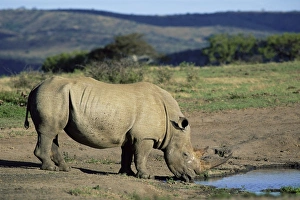 White rhinoceros (rhino)