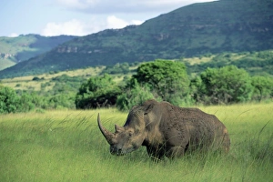 Rhino Prints: White rhinoceros (rhino)