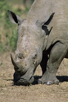 White rhinoceros (rhino)