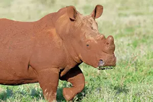 Savannah Prints: White rhinoceros (white rhino) (square-lipped rhinoceros) (Ceratotherium simum) covered with red soil