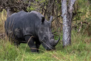 Savannah Prints: White Rhinoceros at Ziwa Rhino Sanctuary, Uganda, East Africa, Africa