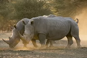 Dust Gallery: Two white rhinoceroses (Ceratotherium simum) walking in the dust at sunset, Botswana
