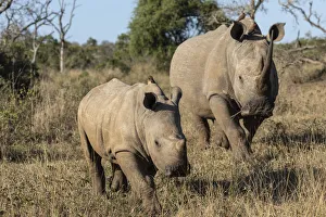 White rhinos (Ceratotherium simum), iMfolozi game reserve, KwaZulu-Natal, South Africa