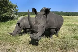 Images Dated 12th February 2010: White rhinos (Ceratotherium simum), Isimangaliso Wetland Park, KwaZulu Natal