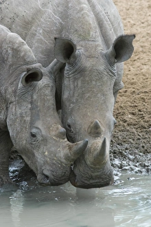 Horn Prints: White rhinos (Ceratotherium simum) drinking