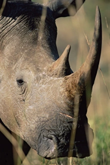 Rhino Prints: White rhonoceros (rhino)