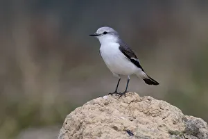 Minas Gerais State Prints: White-rumped Monjita (Xolmis velatus)