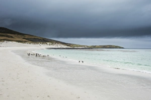 Carcass Island Prints: White sand beach, Carcass Island, West Falklands, Falkland Islands, South America