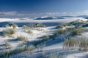 White Sands Prints: White Sands desert, New Mexico, United States of America (U