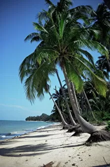 White sandy beach and leaning palm trees