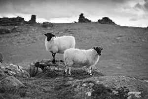 Black And White Prints: Two white sheep below Staple Tor near Merrivale, Dartmoor National Park, Devon, England