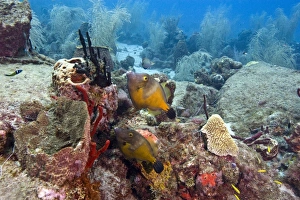 White spotted filefish (Cantherhines macrocerus), St. Lucia, West Indies, Caribbean, Central America White spotted filefish (Cantherhines macrocerus), St. Lucia, West Indies, Caribbean, Central America