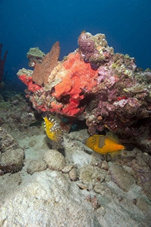 Seabed Prints: Two white spotted filefish, one in the orange phase