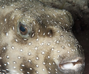 Images Dated 30th May 2008: White spotted puffer fish (Arothron hispidus), Sulawesi, Indonesia, Southeast Asia, Asia