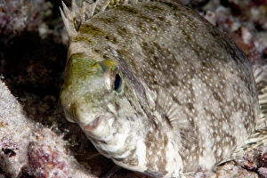 Images Dated 1st June 2008: White spotted rabbitfish (Siganus canaliculatus) in its marking phase