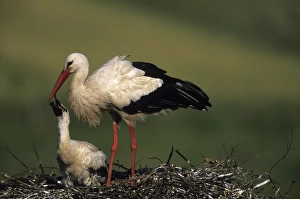 Nurture Prints: White Stork