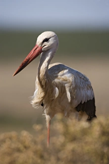Stork Prints: White stork (Ciconia ciconia)