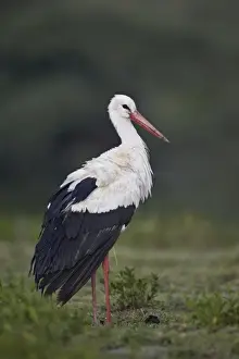 Serengeti Prints: White stork (Ciconia ciconia), Serengeti National Park, Tanzania, East Africa, Africa