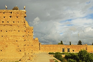 Stork Prints: White storks, Palais Badi (El Badi Palace)