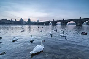 Water Bird Prints: White swans on the Vltava River and the historical Charles Bridge at sunrise, UNESCO