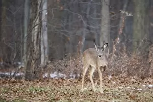 White-tailed deer (Odocoileus virginianus), Ohio, United States of America, North America