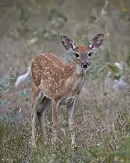 South Dakota Prints: White-tailed deer (whitetail deer) (Virginia deer) (Odocoileus virginianus) fawn
