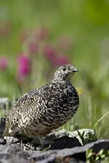 Images Dated 23rd July 2007: White-tailed ptarmigan (Lagopus leucurus) hen among wildflowers, Uncompahgre National Forest