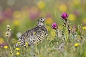 Images Dated 23rd July 2007: White-tailed ptarmigan (Lagopus leucurus) hen among wildflowers, Uncompahgre National Forest
