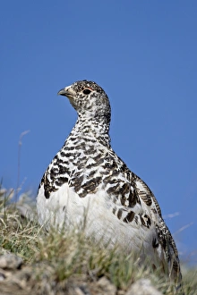 Images Dated 20th June 2008: White-Tailed Ptarmigan (Lagopus leucurus) in mixed plumage, Mount Evans