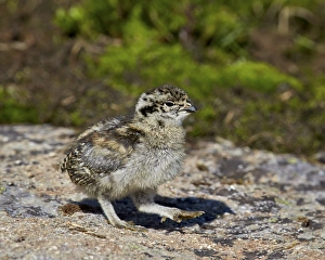 Ptarmigan Prints: White-tailed ptarmigan (Lagopus leucurus) chick