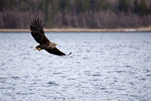 Eagle Prints: White tailed sea eagle, Flatanger, Trondelag, Norway, Scandinavia, Europe