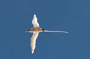 White-tailed tropicbird (Phaethon lepturus), Fregate Island, Seychelles, Indian Ocean, Africa