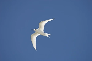 Bird Island Prints: White tern