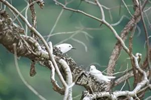 Pernambuco Prints: White tern (Gygias alba), Parque Nacional de Fernando Norohna, Fernando de Noronha