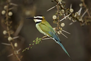 Samburu Prints: White-throated bee-eater