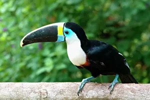 Toucan Prints: White-throated toucan (Ramphastos tucanus)