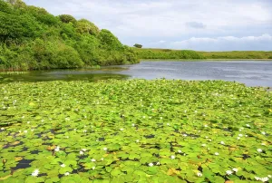 Flowers Prints: White water lilies bloom in Bosherston Lily Ponds during a cloudy day in Pembrokeshire
