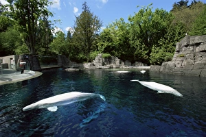 Aquarium Prints: White whale at the Aquarium, Vancouver, British Columbia, Canada, North America