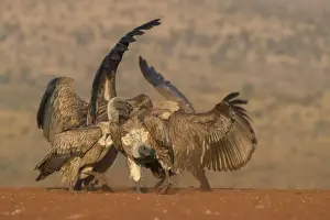 Whitebacked vulture (Gyps africanus) fighting over food, Zimanga private game reserve