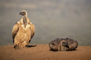 Vulture Prints: Whitebacked vulture (Gyps africanus) resting