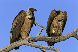 Vulture Prints: Two whitebacked vultures