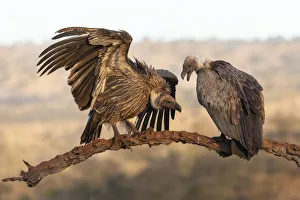 Whitebacked vultures (Gyps africanus), Zimanga private game reserve, KwaZulu-Natal