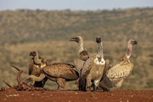 Flock Of Birds Prints: Whitebacked vultures (Gyps africanus) at carcass